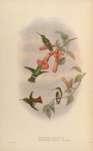 Panychlora russata = Chlorostilbon russatus Panychlora stenura = Chlorostilbon stenurus [2] 作： John Gould